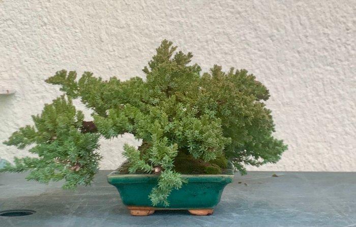 Bonsaï Genévrier (Juniperus) - Hauteur (arbre) : 18 cm -, Antiek en Kunst, Kunst | Designobjecten