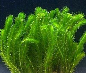 Elodea Densa - zuurstof aquariumplant (Aquariumplanten), Dieren en Toebehoren, Vissen | Aquaria en Toebehoren, Plant(en), Steen of Hout
