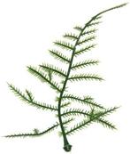 Asparagus Plastic blad zak 100 stuks, Nieuw