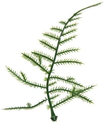 Asparagus Plastic blad zak 100 stuks, Huis en Inrichting, Woonaccessoires | Kunstplanten en Kunstbloemen, Nieuw