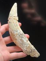 Chat à dents de sabre - Dent fossile - Amphimachairodus - 16, Verzamelen