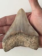 Megalodon tand 10,7 cm - Fossiele tand - Carcharocles, Verzamelen, Mineralen en Fossielen