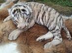 Tijger Taxidermie volledige montage - Panthera tigris - 7 cm, Nieuw
