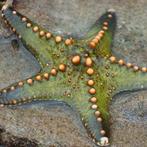 Pentaceraster Regulus Groen