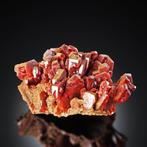 GROS ! Cluster de VANADINITE Rouge Sang Squelettique sur, Collections, Minéraux & Fossiles