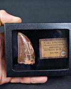Dinosaurus - Fossiele tand - Carcharodontosaurus saharicus -, Verzamelen, Mineralen en Fossielen