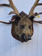 Sanglier et Cerf Elaphe - Support mural pour taxidermie -, Nieuw