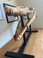 Reuze mosasaurus 74 cm - 44 cm - Fossiele schedel - 74 cm -