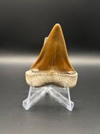 Megalodon - Fossiele tand - ISURUS HASTALIS - 5.4 cm - 3.8, Verzamelen, Mineralen en Fossielen