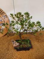 Azalea bonsai (Rhododendron) - Hoogte (boom): 30 cm - Diepte
