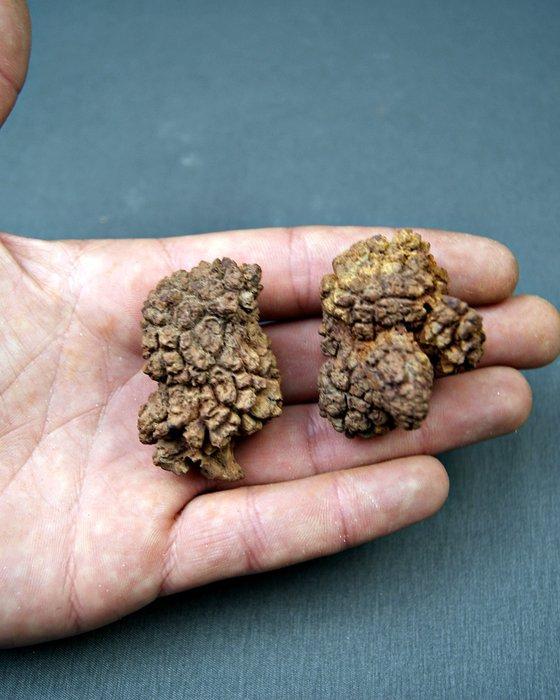 Verse dinosauruspoep - Gefossiliseerd dier - Coprolito, Collections, Minéraux & Fossiles