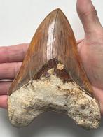 Enorme Megalodon tand 14,0 cm - Fossiele tand - Carcharocles