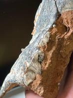 Chat à dents de sabre - Dent fossile - Amphimachairodus - 16, Collections