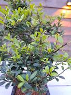 ilex bonsai (japanse hulst) - Hoogte (boom): 27 cm - Diepte