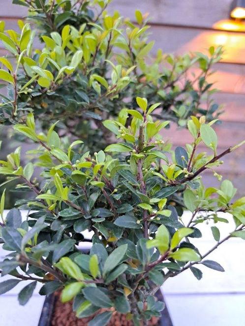 ilex bonsai (japanse hulst) - Hoogte (boom): 27 cm - Diepte, Antiek en Kunst, Curiosa en Brocante