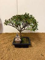 Bonsaï Azalée (Rhododendron) - Hauteur (arbre) : 25 cm -