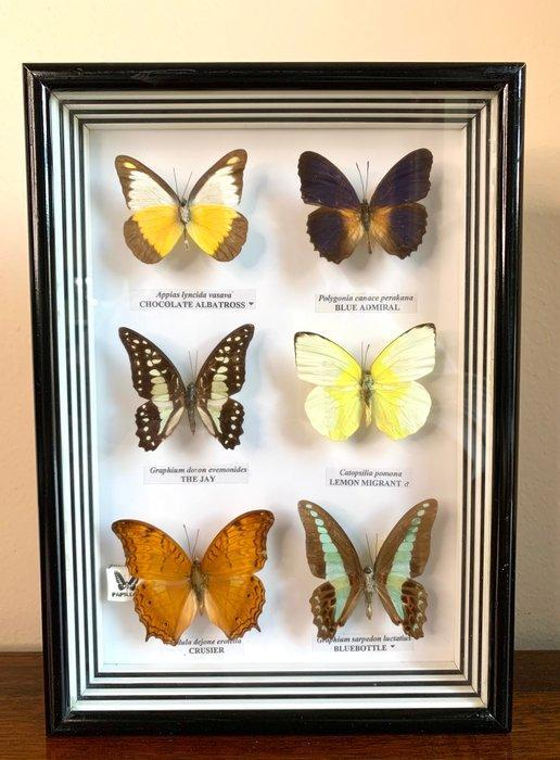 Vlindercollectie Taxidermie volledige montage - Varios - 27, Verzamelen, Dierenverzamelingen