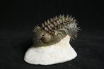 Doornige trilobiet - Gefossiliseerd dier - Drotops armatus, Verzamelen, Mineralen en Fossielen
