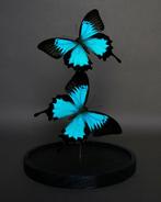 Vlinder Taxidermie volledige montage - Papilio ulysses, Verzamelen, Nieuw