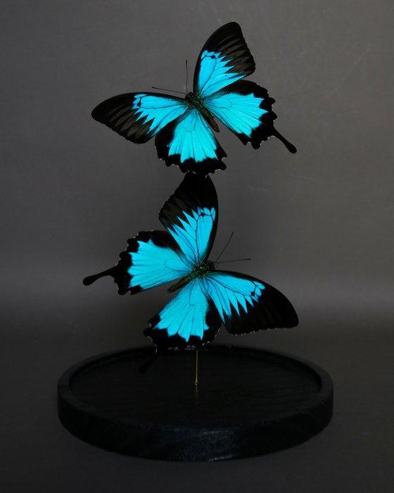 Vlinder Taxidermie volledige montage - Papilio ulysses, Verzamelen, Dierenverzamelingen