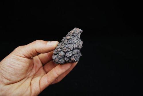 Verse dinosauruspoep - Gefossiliseerd dier - Coprolite, Verzamelen, Mineralen en Fossielen