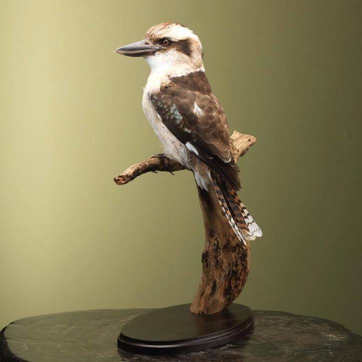 Kookaburra Taxidermie Opgezette Dieren By Max, Verzamelen, Dierenverzamelingen, Opgezet dier, Nieuw, Vogel, Ophalen of Verzenden