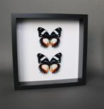 Vlinder Taxidermie volledige montage - Hypolimnas dexithea -, Verzamelen, Nieuw