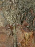 Crinoide - Gefossiliseerd dier - 18.5 cm (Zonder, Verzamelen, Mineralen en Fossielen