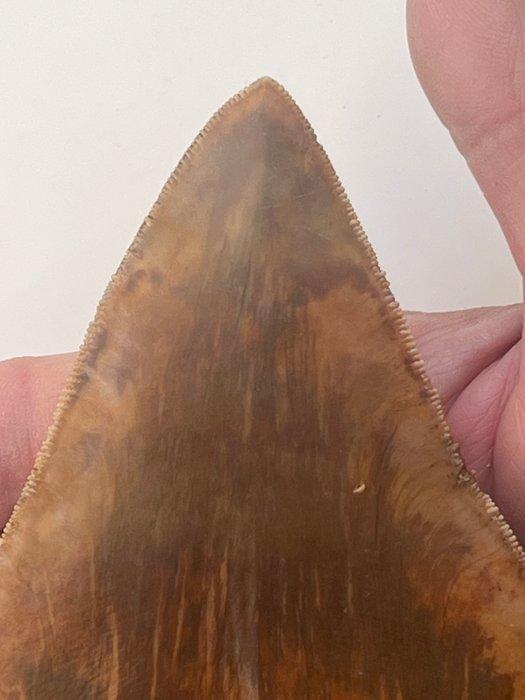 Grote Megalodon tand 14,6 cm - Fossiele tand - Carcharocles, Verzamelen, Mineralen en Fossielen