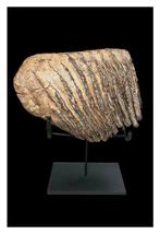 Wolharige mammoet - Fossiele kies - 18 cm - 20 cm