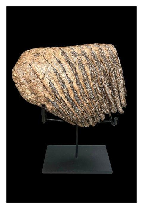 Wolharige mammoet - Fossiele kies - 18 cm - 20 cm, Verzamelen, Mineralen en Fossielen