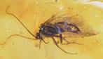 Baltisch barnsteen - Fossiele cabochon - with Trichoptera, Verzamelen, Mineralen en Fossielen