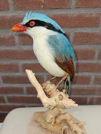 groene Kitta Taxidermie volledige montage - Cissa chinensis, Verzamelen, Dierenverzamelingen, Nieuw