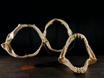 drie spectaculaire haaijawanden Taxidermie volledige montage