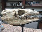 Dinosaurus - Fossiele schedel - Mosasaurus - 55 cm - 27 cm