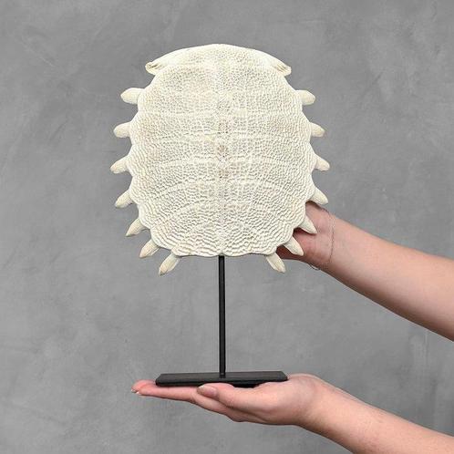 EXPÉDITION GRATUITE DANS LUNION EUROPÉENNE - Carapace de, Antiek en Kunst, Kunst | Designobjecten