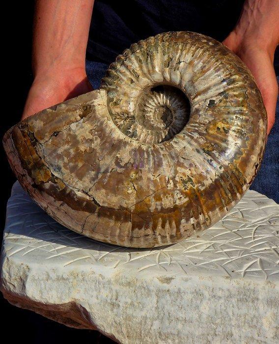 Ammoniet - Gefossiliseerde schelp - HUGE 13.5 kg, Verzamelen, Mineralen en Fossielen
