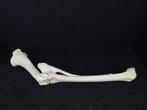 Northern Giraffe - Bot - Giraffa camelopardalis (with Import, Verzamelen, Dierenverzamelingen, Nieuw