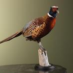 Fazant Taxidermie Opgezette Dieren By Max, Ophalen of Verzenden, Nieuw, Vogel, Opgezet dier