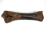 Wolharige mammoet - Fossiel scheenbeen - Mammuthus, Verzamelen