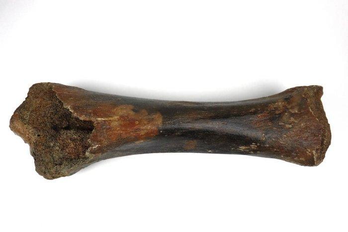 Wolharige mammoet - Fossiel scheenbeen - Mammuthus, Verzamelen, Mineralen en Fossielen