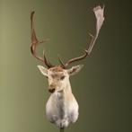Damhert Taxidermie Opgezette Dieren By Max, Ophalen of Verzenden, Nieuw, Wild dier, Opgezet dier