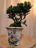 Jeneverbes bonsai (Juniperus) - Hoogte (boom): 10 cm -