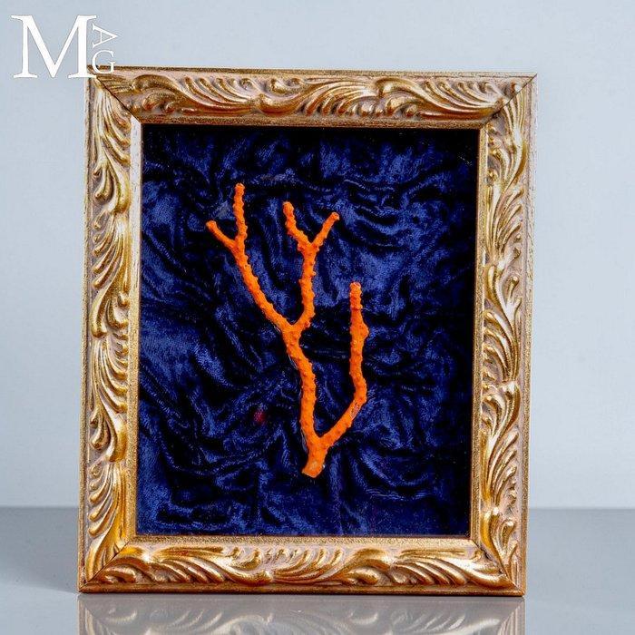 Kostbare rode koraal tak - Oorspronkelijk Sardijns koraal -, Collections, Minéraux & Fossiles