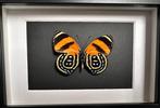 Vlinder Taxidermie volledige montage - Callicore cynosura -