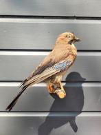 Vlaamse Gaai Taxidermie volledige montage - Garrulus, Verzamelen, Dierenverzamelingen, Nieuw
