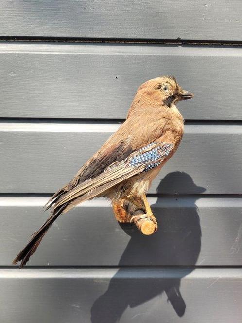 Vlaamse Gaai Taxidermie volledige montage - Garrulus, Verzamelen, Dierenverzamelingen