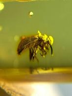 Barnsteen (Zonder minimumprijs), Verzamelen, Mineralen en Fossielen