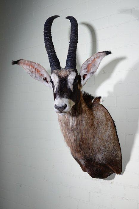 Roanantilope Schedel - Hippotragus equinus - 75 cm - 125 cm, Collections, Collections Animaux
