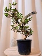 Azalea bonsai (Rhododendron) - Hoogte (boom): 25 cm - Diepte